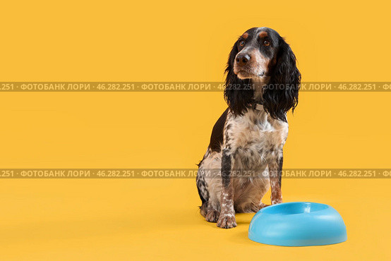 Cute cocker spaniel with bowl of water sitting on yellow background. Стоковое фото, фотограф Pixel_shot / Фотобанк Лори