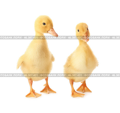 Cute ducklings on white background. Стоковое фото, фотограф Pixel_shot / Фотобанк Лори