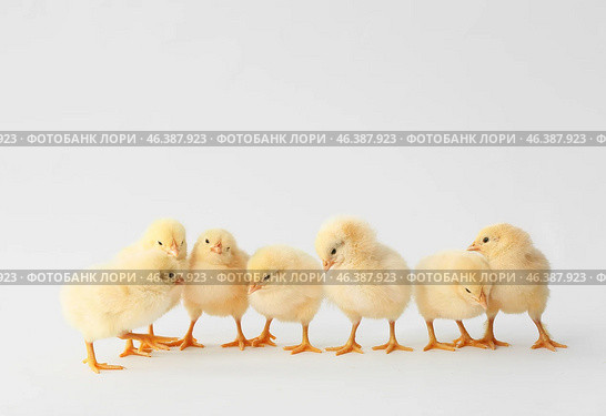 Cute hatched chicks on light background. Стоковое фото, фотограф Pixel_shot / Фотобанк Лори