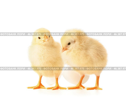 Cute hatched chicks on white background. Стоковое фото, фотограф Pixel_shot / Фотобанк Лори