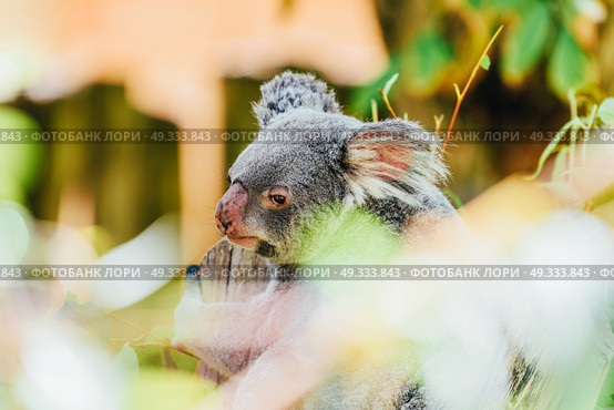 Cute Koala Bear Portrait In Tree. Стоковое фото, агентство Ingram Publishing / Фотобанк Лори