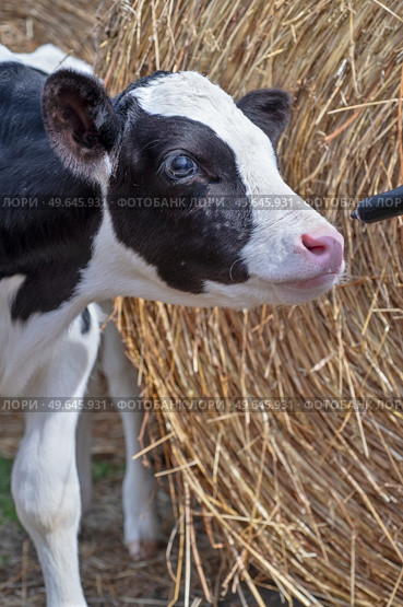 cute little calf   feeding from  bottle against  hay. nursery on a farm. close up. Стоковое фото, агентство Ingram Publishing / Фотобанк Лори