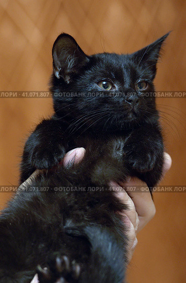 Cute little scared black kitten in hands. Стоковое фото, фотограф Анна Кривицкая / Фотобанк Лори