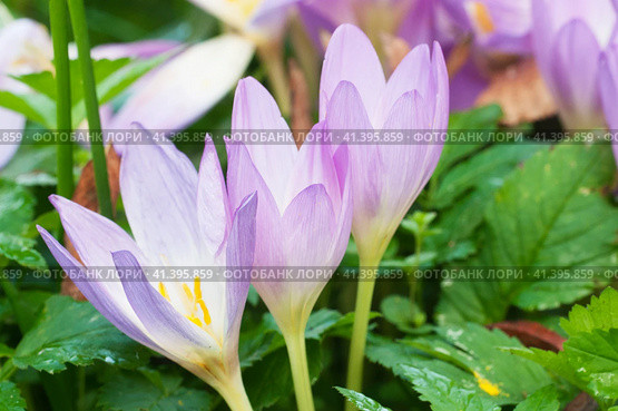 Cute pink colchicum flowers close up. Стоковое фото, фотограф Александр Курлович / Фотобанк Лори