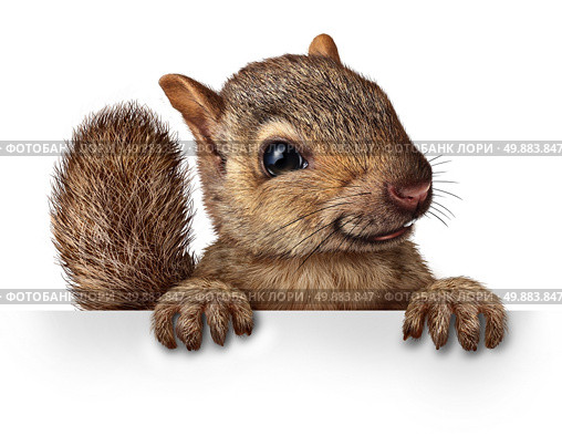 Cute squirrel hanging over a blank banner sign with copy space as a friendly cute furry rodent character gripping a billboard signage for advertising and marketing as a message from animal wildlife or backyard critters. Стоковое фото, агентство Ingram Publishing / Фотобанк Лори