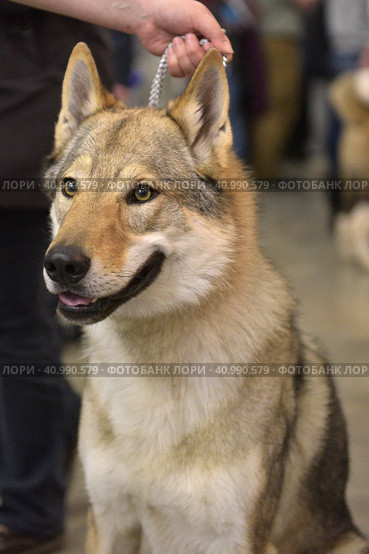 Czechoslovak wolf dog. Стоковое фото, фотограф Анна Кривицкая / Фотобанк Лори