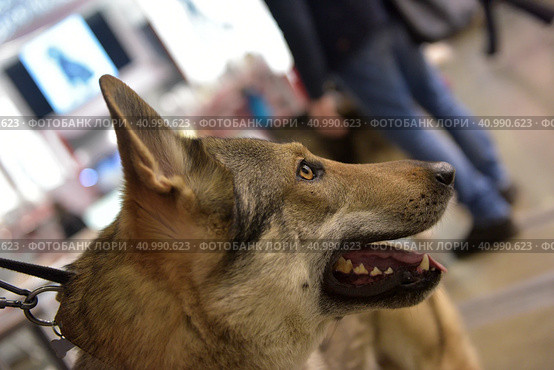Czechoslovak wolf dog. Стоковое фото, фотограф Анна Кривицкая / Фотобанк Лори