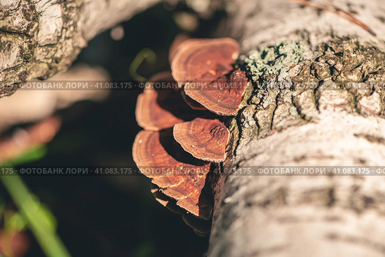 Daedaleopsis tricolor on the tree birch. Стоковое фото, фотограф Ольга Ильина / Фотобанк Лори