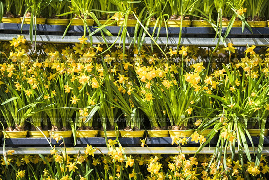 Daffodils on a row at a market in the spring placed in flower pots on a shelf. Стоковое фото, агентство Ingram Publishing / Фотобанк Лори