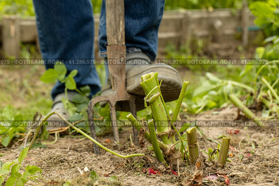 dahlia tubers just lifted for overwintering. Стоковое фото, фотограф Ольга Сейфутдинова / Фотобанк Лори