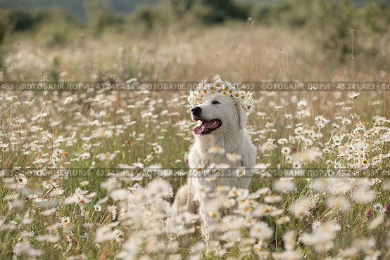 Daisies white dog Maremma Sheepdog in a wreath of daisies sits on a green lawn with wild flowers daisies, walks a pet. Cute photo with a dog in a wreath of daisies. Стоковое фото, фотограф svetograph / Фотобанк Лори