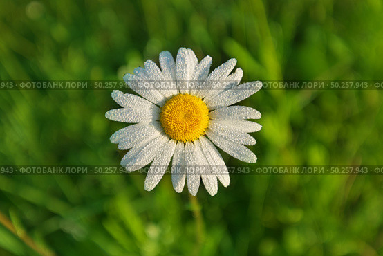 Daisy flower into the dew. Nature composition. Стоковое фото, агентство Ingram Publishing / Фотобанк Лори