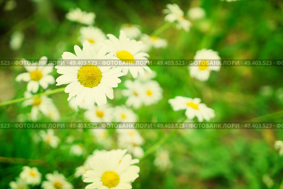 Daisy fresh blooming flowers and green leaves, toned. Jasmine flowers on wooden table. Стоковое фото, агентство Ingram Publishing / Фотобанк Лори