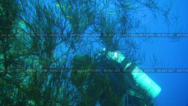 Дайвинг в Красном море. Дайвер и чёрный коралл. Стоковое видео, видеограф Галина / Фотобанк Лори
