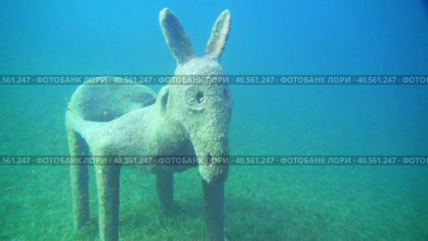 Дайвинг в Красном море. Морская черепаха. Морская лужайка. Стоковое видео, видеограф Галина / Фотобанк Лори