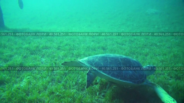 Дайвинг в Красном море. Морская черепаха. Морская лужайка. Стоковое видео, видеограф Галина / Фотобанк Лори