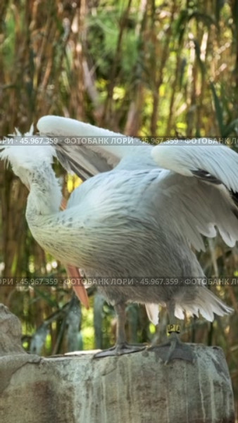 Dalmatian pelican Pelecanus crispus. Стоковое видео, видеограф Дмитрий Рухленко / Фотобанк Лори