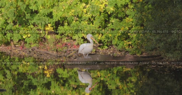 Dalmatian pelican (Pelecanus crispus) is the largest member of the pelican family, and perhaps the world's largest freshwater bird, although rivaled in weight and length by the largest swans. Стоковое видео, видеограф Андрей Армягов / Фотобанк Лори
