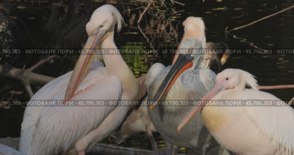 Dalmatian pelican (Pelecanus crispus) is the largest member of the pelican family, and perhaps the world's largest freshwater bird, although rivaled in weight and length by the largest swans. Стоковое видео, видеограф Андрей Армягов / Фотобанк Лори