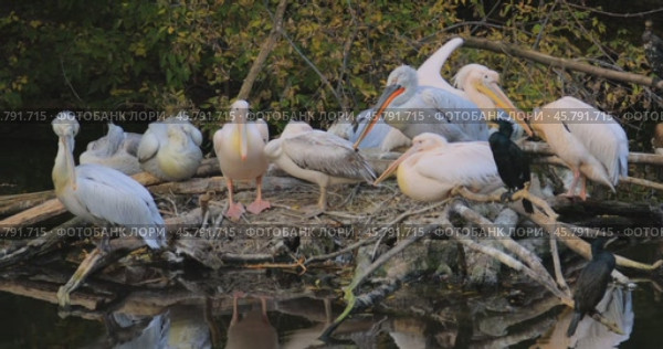 Dalmatian pelican (Pelecanus crispus) is the largest member of the pelican family, and perhaps the world's largest freshwater bird, although rivaled in weight and length by the largest swans. Стоковое видео, видеограф Андрей Армягов / Фотобанк Лори