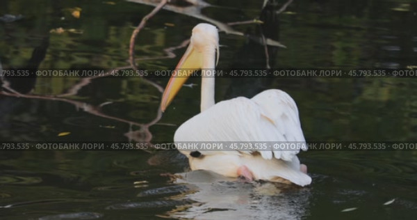 Dalmatian pelican (Pelecanus crispus) is the largest member of the pelican family, and perhaps the world's largest freshwater bird, although rivaled in weight and length by the largest swans. Стоковое видео, видеограф Андрей Армягов / Фотобанк Лори