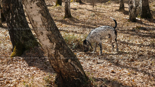 Dalmatian walks in the Park in autumn. Стоковое фото, фотограф David Kashakhi / Фотобанк Лори