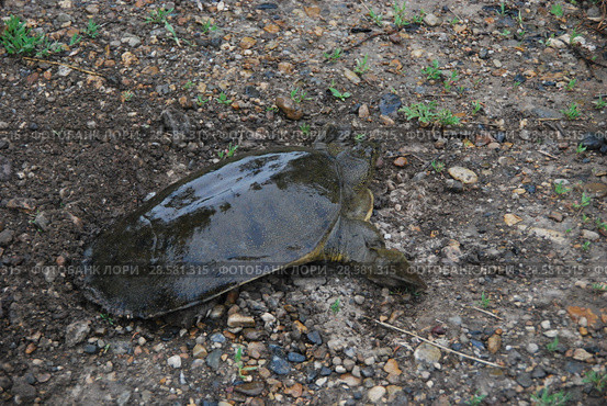 Дальневосточная черепаха или Китайский трионикс.  (Pelodiscus / Trionyx sinensis) Стоковое фото, фотограф syngach / Фотобанк Лори