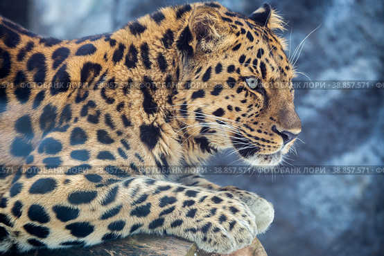 Дальневосточный леопард Amur leopard. Стоковое фото, фотограф Галина Савина / Фотобанк Лори