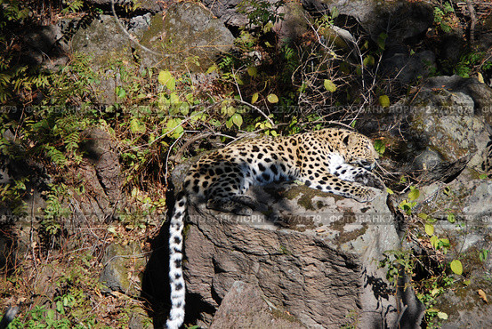 Дальневосточный леопард (лат. Panthera pardus orientalis) лежит на камне в Уссурийской тайге. Стоковое фото, фотограф syngach / Фотобанк Лори