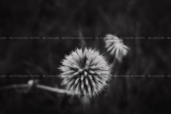 Dandelion close-up. round flower ball. black and white photo. Стоковое фото, фотограф Наталия Бушкевич / Фотобанк Лори