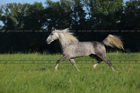 Dapple grey andalusian horse runs in summer green meadow background. Серый в яблоках конь андалузской породы бежит рысью на фоне летнего зеленого луга вечером. Стоковое фото, фотограф Михаил Кондрашов / Фотобанк Лори