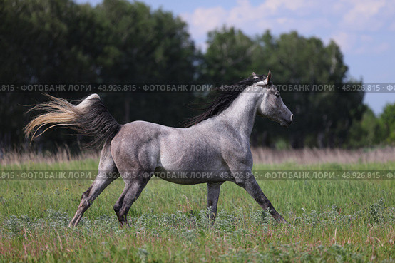 Dapple grey arabian race horse runs gallop in summer green meadow background. Серый в яблоках арабский конь скачет галопом на фоне летнего зеленого луга вечером. Стоковое фото, фотограф Михаил Кондрашов / Фотобанк Лори