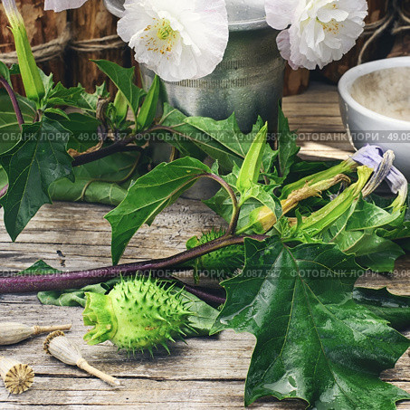Datura grass. Стоковое фото, агентство Ingram Publishing / Фотобанк Лори