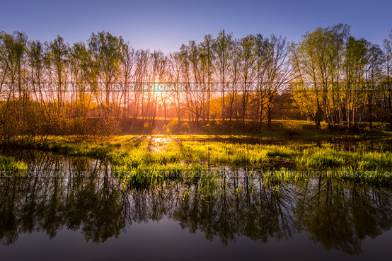 Dawn or sunset on a pond with young green reeds, birches on the neighboring shore. Стоковое фото, фотограф Емельянов Евгений Викторович / Фотобанк Лори