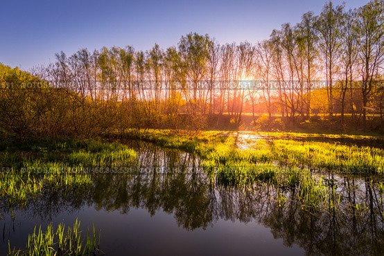 Dawn or sunset on a pond with young green reeds, birches on the neighboring shore. Стоковое фото, фотограф Емельянов Евгений Викторович / Фотобанк Лори