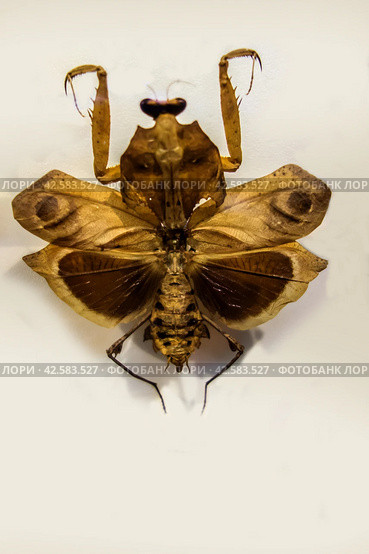 Dead Leaf Mantis (Deroplatys desiccata Westwood)/  Богомол из Юго-Восточной Азии. Стоковое фото, фотограф Iva Noel / Фотобанк Лори