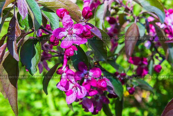 Decorative apple tree in bloom. Malus hupehensismalus branch. Стоковое фото, фотограф EugeneSergeev / Фотобанк Лори