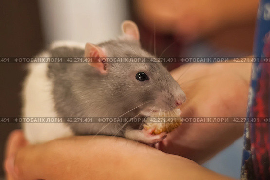 Decorative rats Rattus norvegicus f. domestica and the domesticated form of gray rats. Стоковое фото, фотограф Evgenii Predibailo / Фотобанк Лори