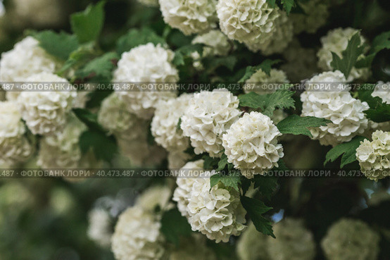 Decorative viburnum Buldenezh or Snow globe (Latin Viburnum opulus var sterile). Стоковое фото, фотограф Photojuli / Фотобанк Лори