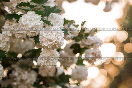 Decorative viburnum Buldenezh or Snow globe (Latin Viburnum opulus var sterile). Стоковое фото, фотограф Photojuli / Фотобанк Лори