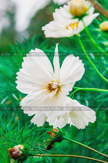 Decorative White Garden Flower Cosmos, Cosmos Bipinnatus, Cosmea Bipinnata, Bidens Formosa Mexican Aster. close up. Стоковое фото, фотограф Оксана Медведева / Фотобанк Лори
