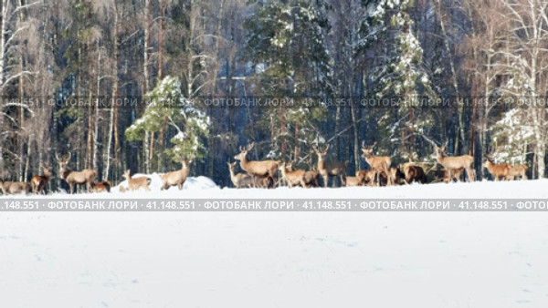 Deer in the winter forest at sunset (2023 год). Редакционное видео, видеограф Светлана Семёновская / Фотобанк Лори