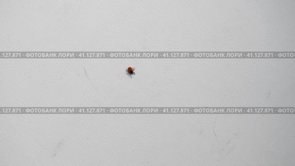 Deer tick climbing isolated on white background. Ixodes ricinus. Dangerous parasitic mite. Acari. Tick-borne diseases carriers. Encephalitis or Lyme borreliosis. Dermacentor marginatus reticulatus. Стоковое видео, видеограф Марина Демидюк / Фотобанк Лори