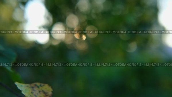 Defocused nature video background. Blurred green leaves and grass lawn in sunlight. Close up. Abstract natural backdrop, beauty bokeh. Blur of summer meadow. Mock Up for Bio Care, Eco Product Montage. Стоковое видео, видеограф Марина Демидюк / Фотобанк Лори