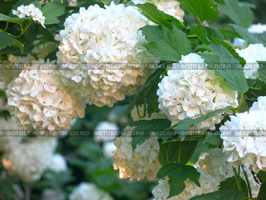 Декоративная калина бульденеж (Viburnum Boule-de-neige / Калина розовая, Снежный шар) цветет в саду. Стоковое фото, фотограф Ольга Перфилова / Фотобанк Лори