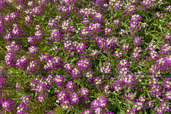 Декоративные цветы лобулярия (lobularia) Стоковое фото, фотограф Алексей Ухов / Фотобанк Лори