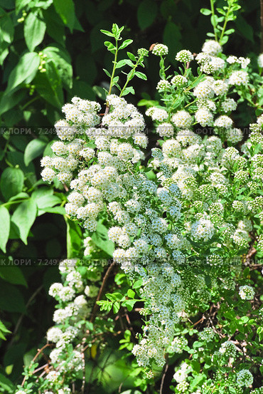 Декоративный кустарник Спирея Вангутта (Spiraea vanhouttei) Стоковое фото, фотограф Алёшина Оксана / Фотобанк Лори