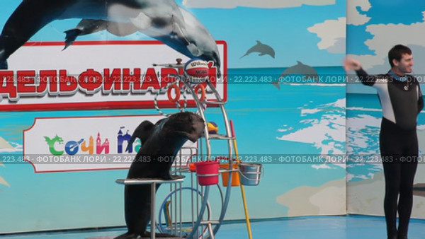 Дельфинарий в тематическом парке развлечений "Сочи Парк" (2016 год). Редакционное видео, видеограф Олег Хархан / Фотобанк Лори