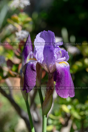 Delicate, garden iris (Iridaceae) growing in a flower bed. Стоковое фото, фотограф Татьяна Ляпи / Фотобанк Лори