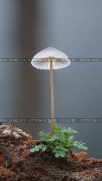 Delicate white mushroom growing on mossy ground. Стоковое AI-видео, аниматор Юрий Поздников / Фотобанк Лори
